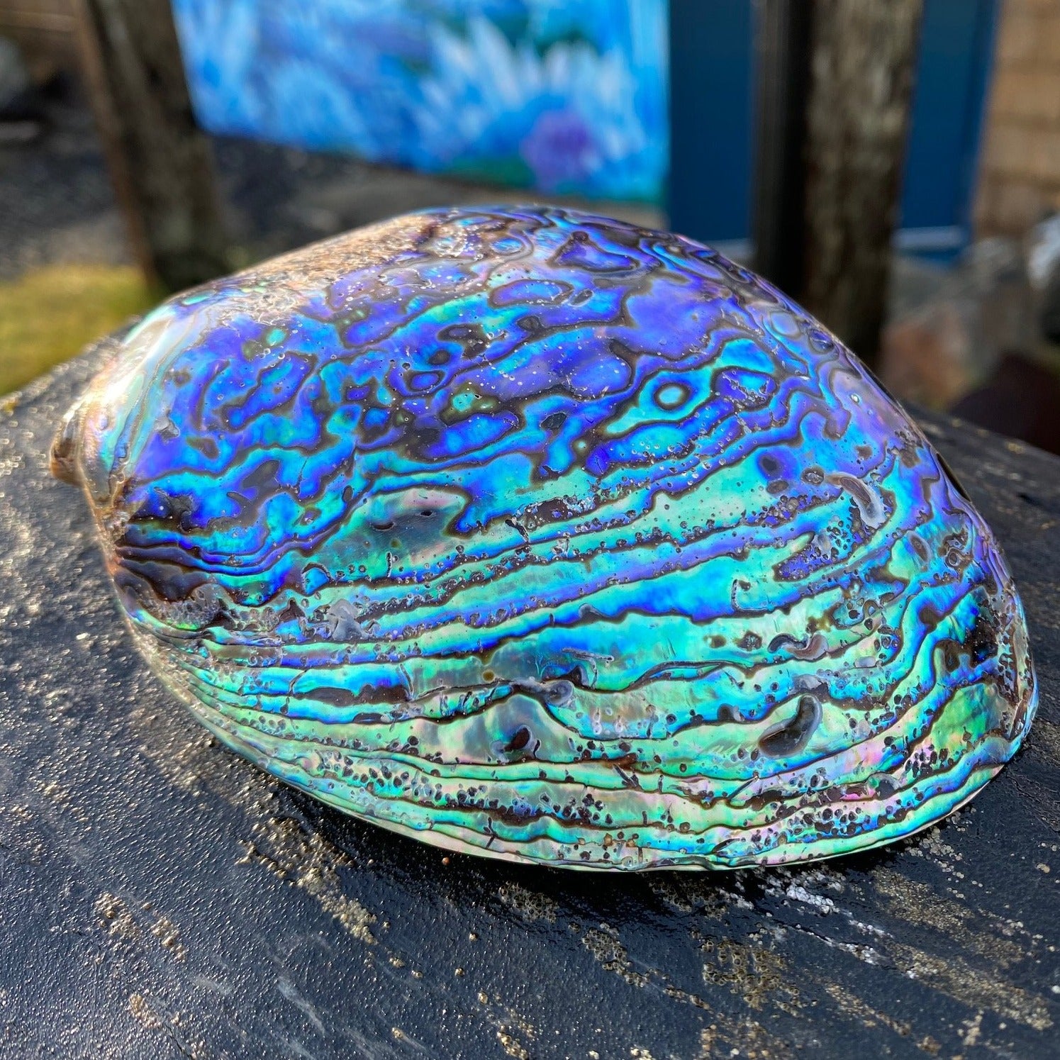 Abalone Shell