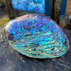 Abalone Shell Decorative Smudging Interior Design Inlay Jewelry Making from Crystal Cabin