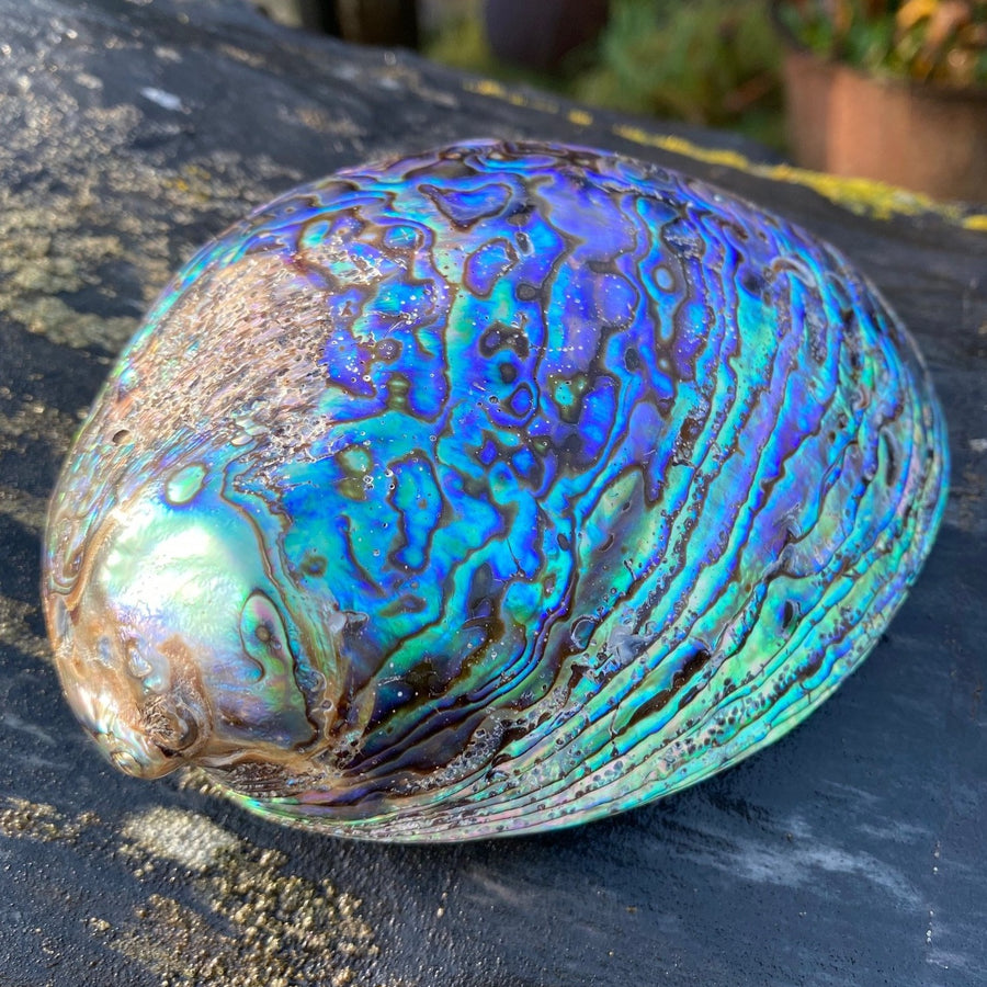 Abalone Shell Decorative Smudging Interior Design Inlay Jewelry Making from Crystal Cabin