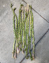 This Canadian Sweetgrass Braid Bundle Smudging Healing Ceremony Incense Stick is picked by Canadian Indigenous people & elders & is sold by Crystal Cabin.