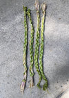 This Canadian Sweetgrass Braid Bundle Smudging Healing Ceremony Incense Stick is picked by Canadian Indigenous people & elders & is sold by Crystal Cabin.